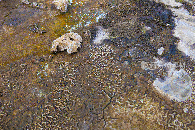 在富埃特文图拉，Roque del Moro附近有海藻垫的小溪